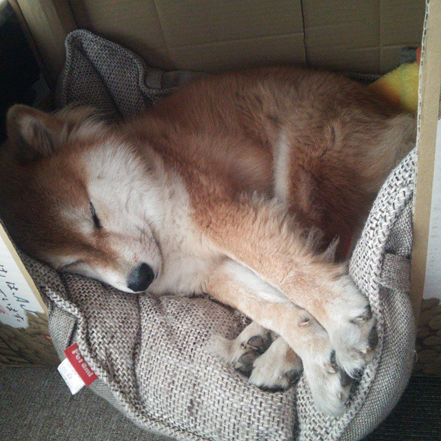 松花江畔紫金风暴,浓眉哥40+20燃爆跨洲际表演赛