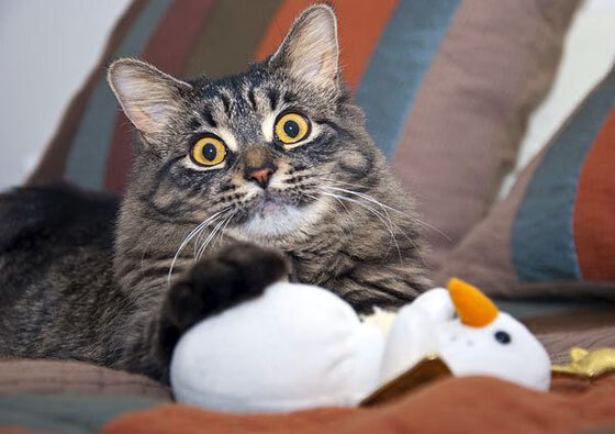 索伯奇迹,F1新秩序下的逆袭,与孤独英雄汉密尔顿的救赎之战