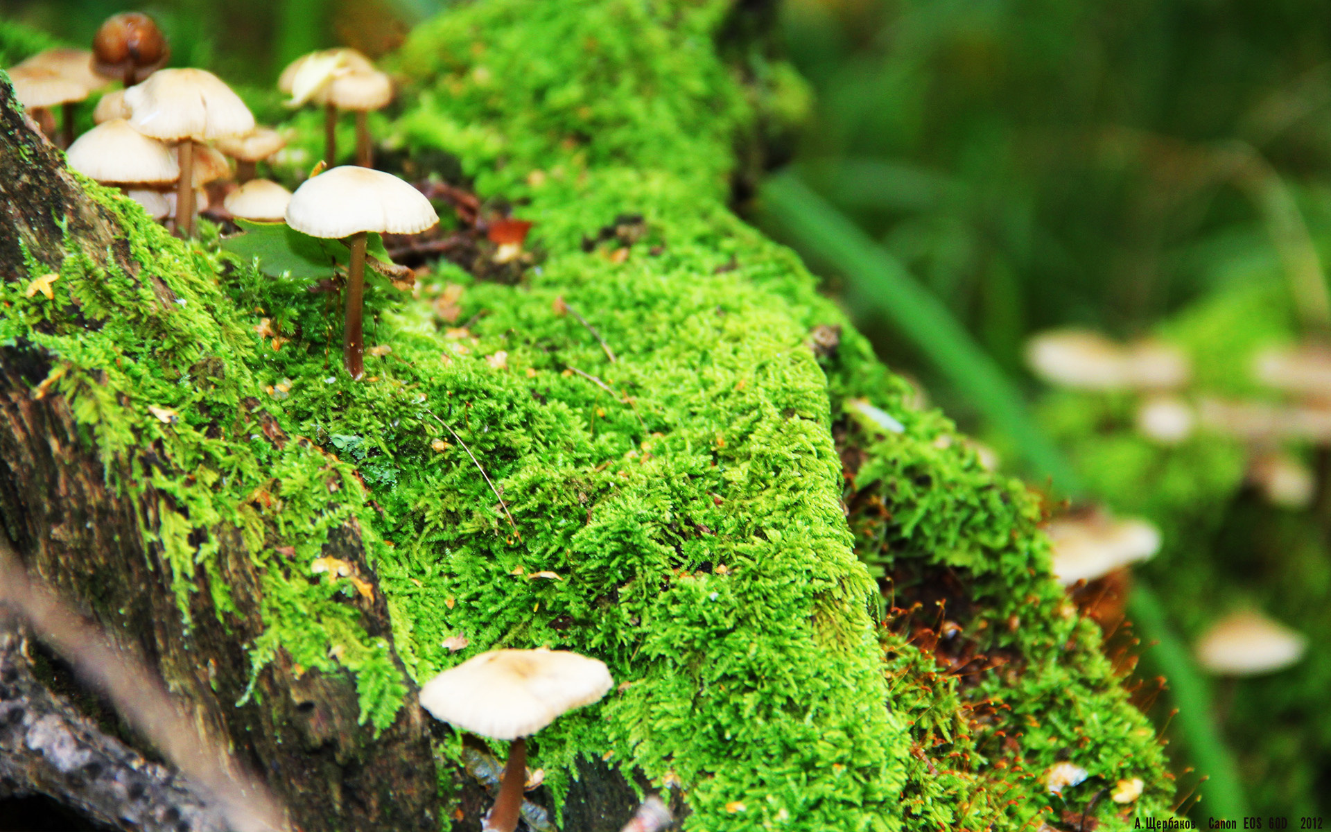 33秒绝杀与10年轮回，马琳的德国战车如何撕碎32年魔咒