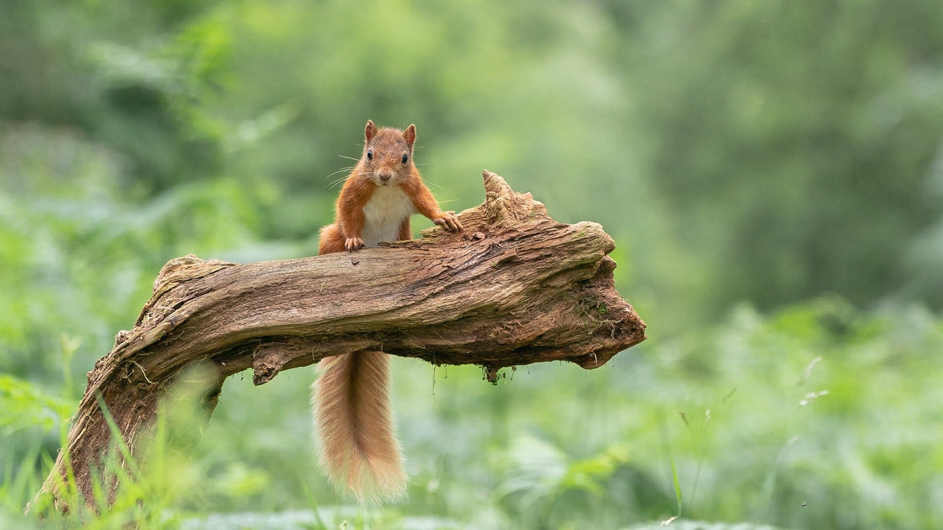 蓝色逆袭,时代落幕,雷诺逆转威廉姆斯,勒克莱尔上演大师级表现