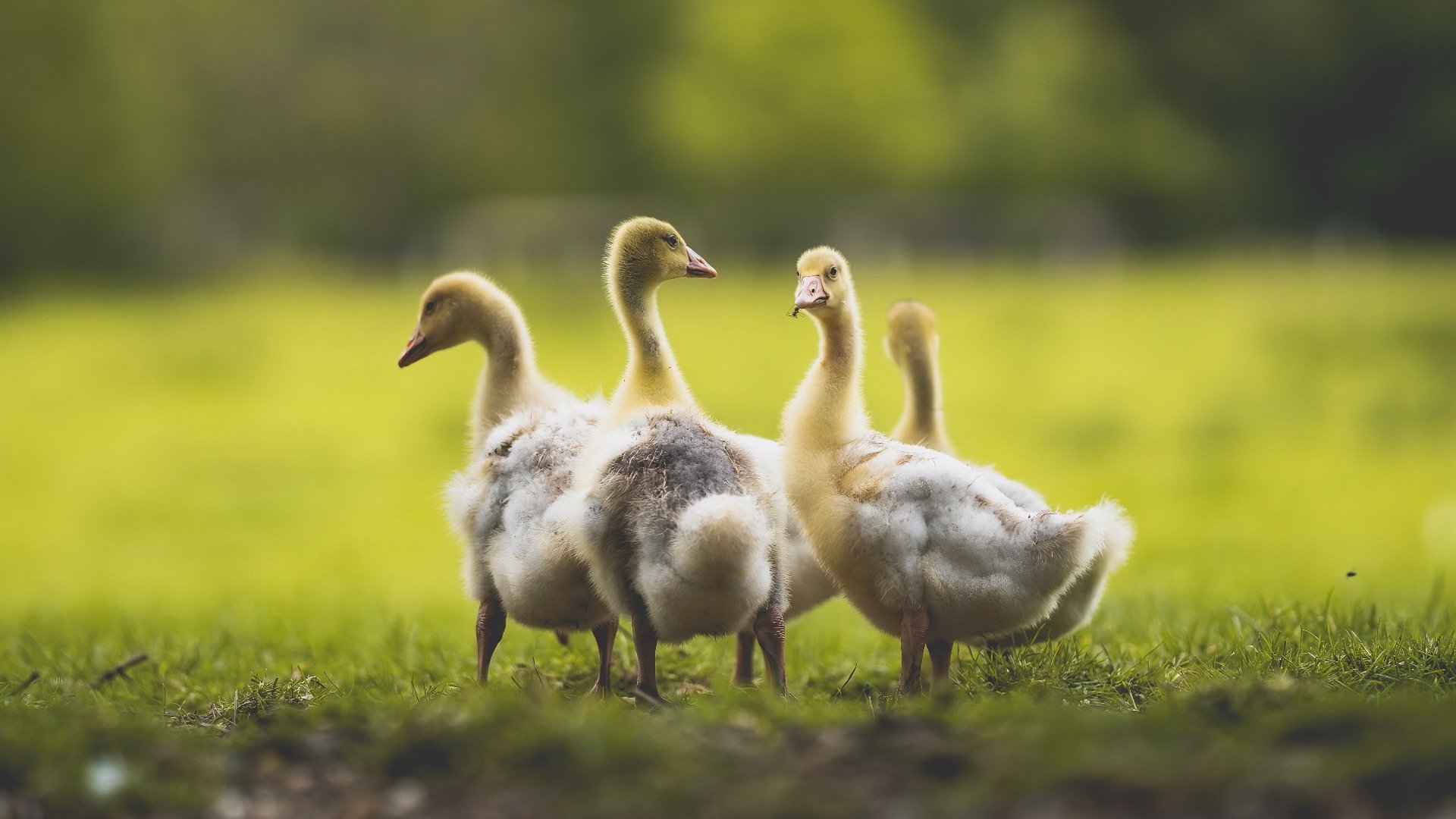 蓝色狂飙,上海小将周冠宇惊天三停,刷新法拉利青训纪录