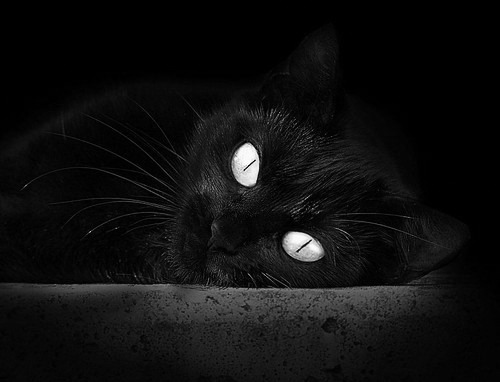 银红鏖战，橘焰破局—威廉姆斯与梅赛德斯的缠斗史诗，维斯塔潘惊艳全场