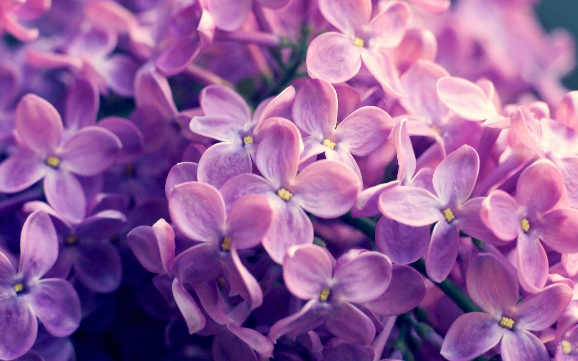 红土贵族的孤高赞歌，蒙特卡洛大师赛以历史之名碾压联合杯，辛纳诠释个人英雄主义