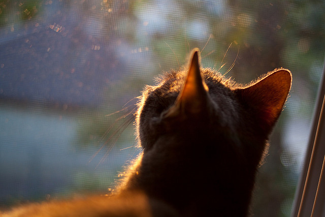 北欧寒夜惊现历史倒影，阿森纳险胜挪威，范戴克为何惊艳四座？