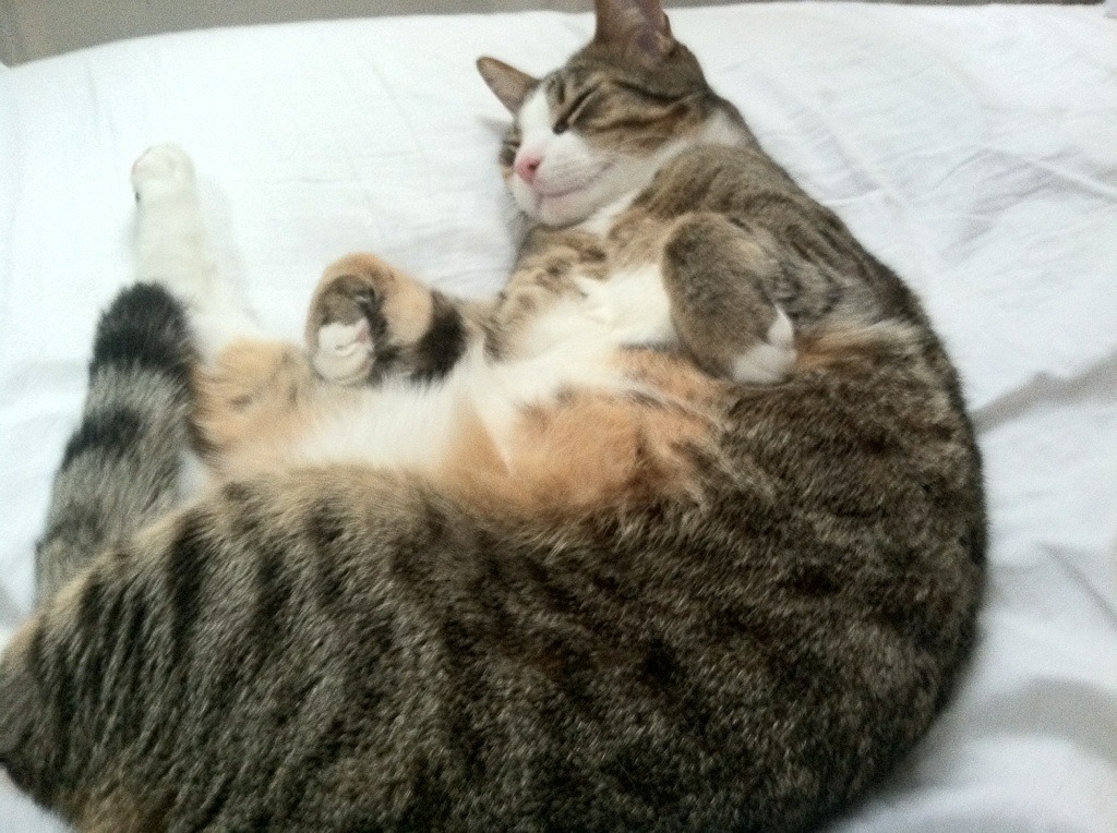 当俱乐部DNA注入国家队战袍,从勒沃库森到奥运关键战,韩国队如何实现战术突围?