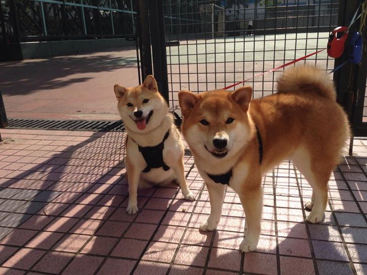 锁链与巨塔，戈贝尔筑起的叹息之墙，让森林狼的利爪深陷泥潭