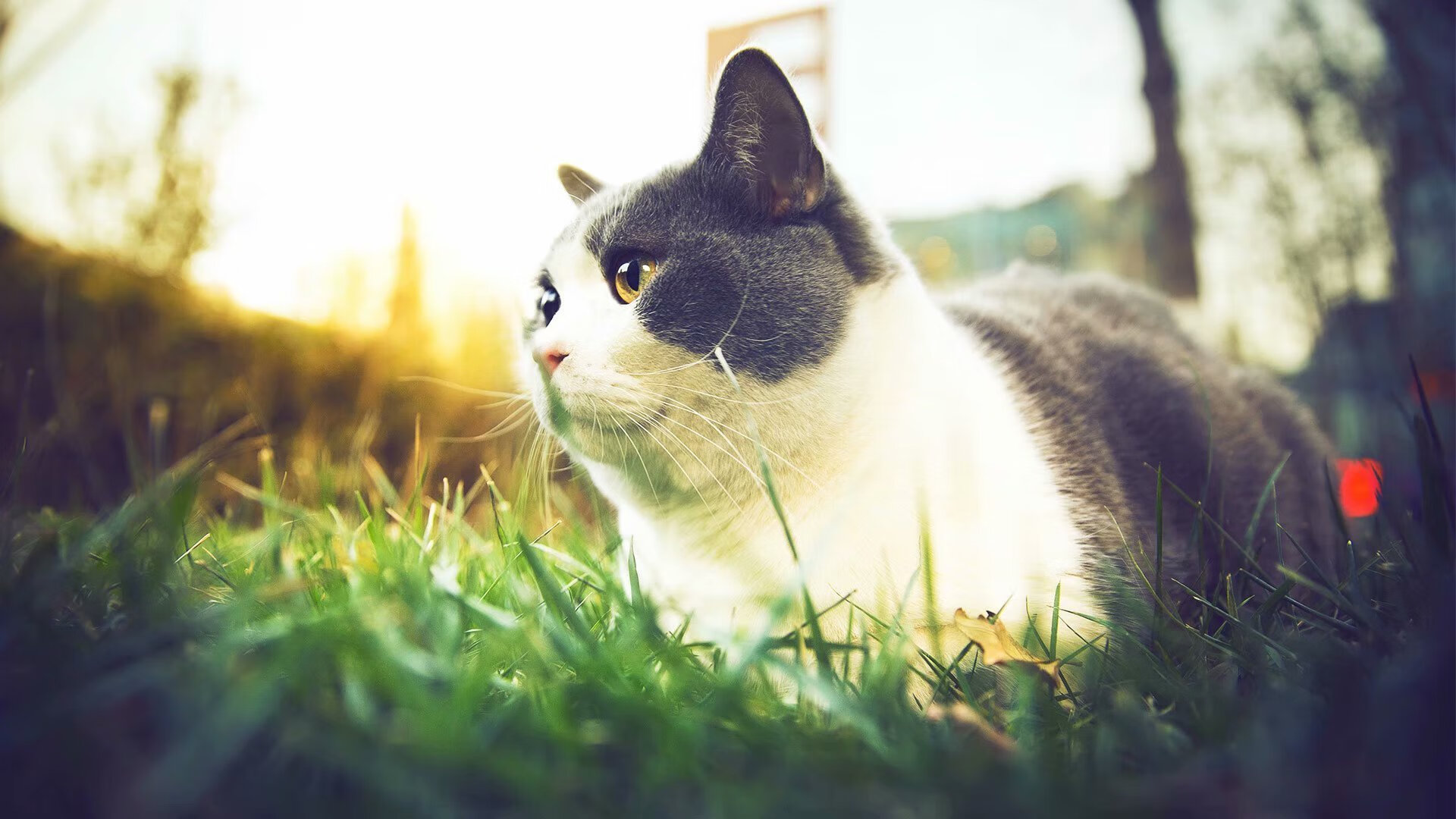 绿军之光与复苏之矢，当团队铁壁遇见个人觉醒