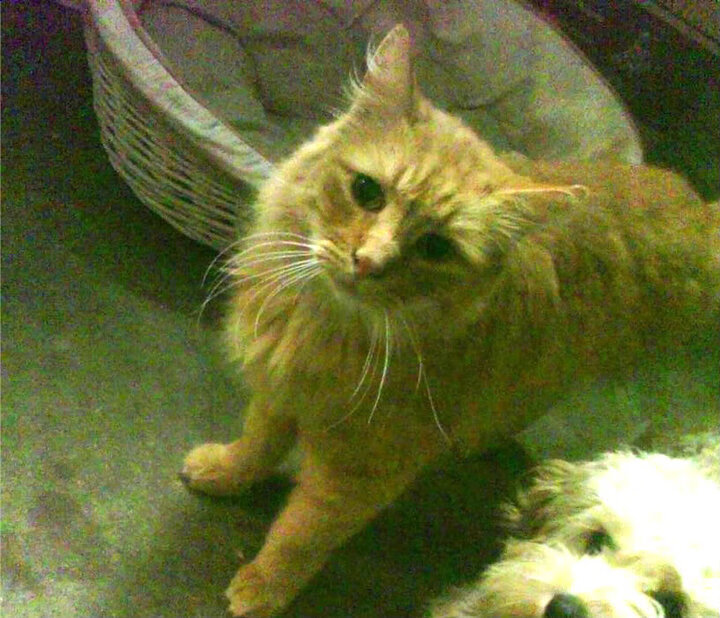 库里，黄金三连击终结十年心魔，这才是年度焦点之战的真正含义