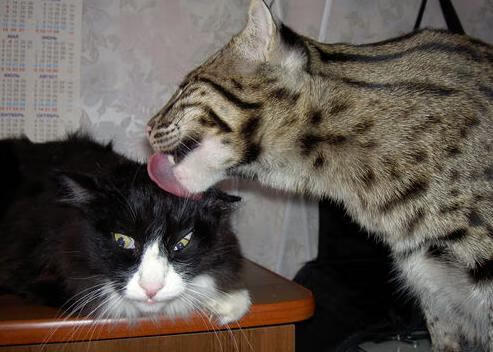 悬念陨落之夜,乔治在美加墨的星光照亮世界杯的永恒瞬间