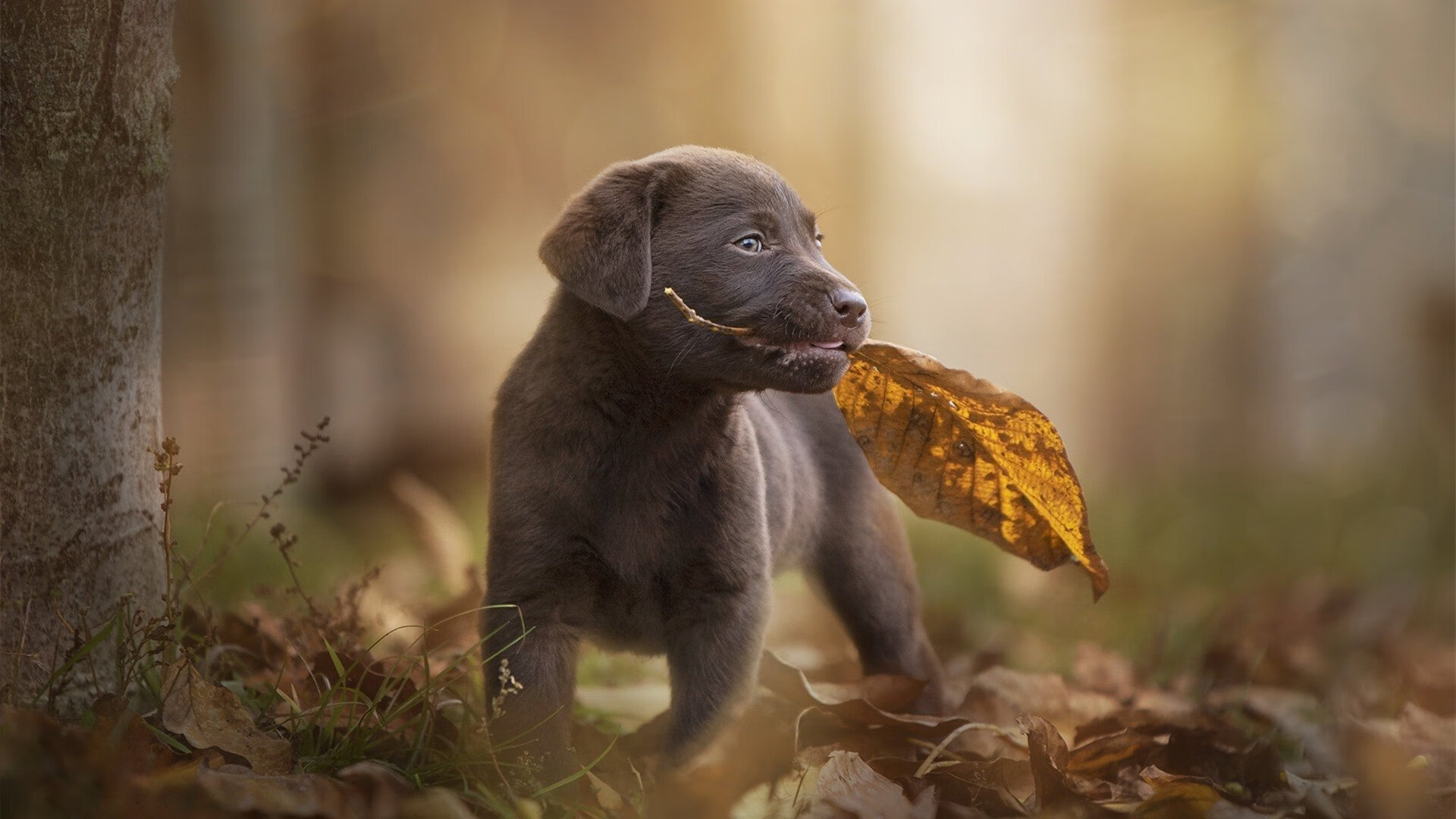 烈日熔炉，2026世界杯，浙江队如何用水乡足球冲垮北美太阳