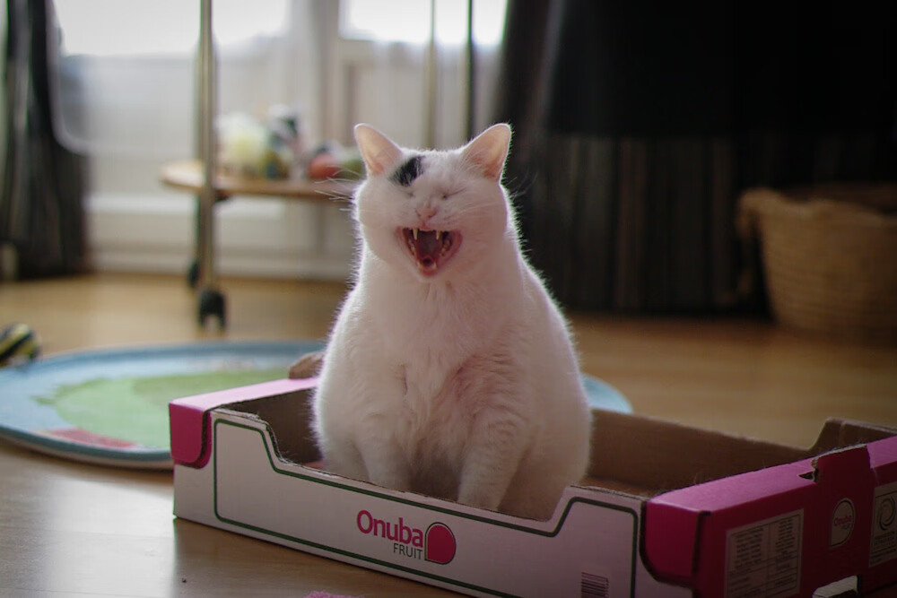 历史叙事之外的永恒光芒，当巴拉圭突袭波兰，阿尔瓦雷斯于抢七封神