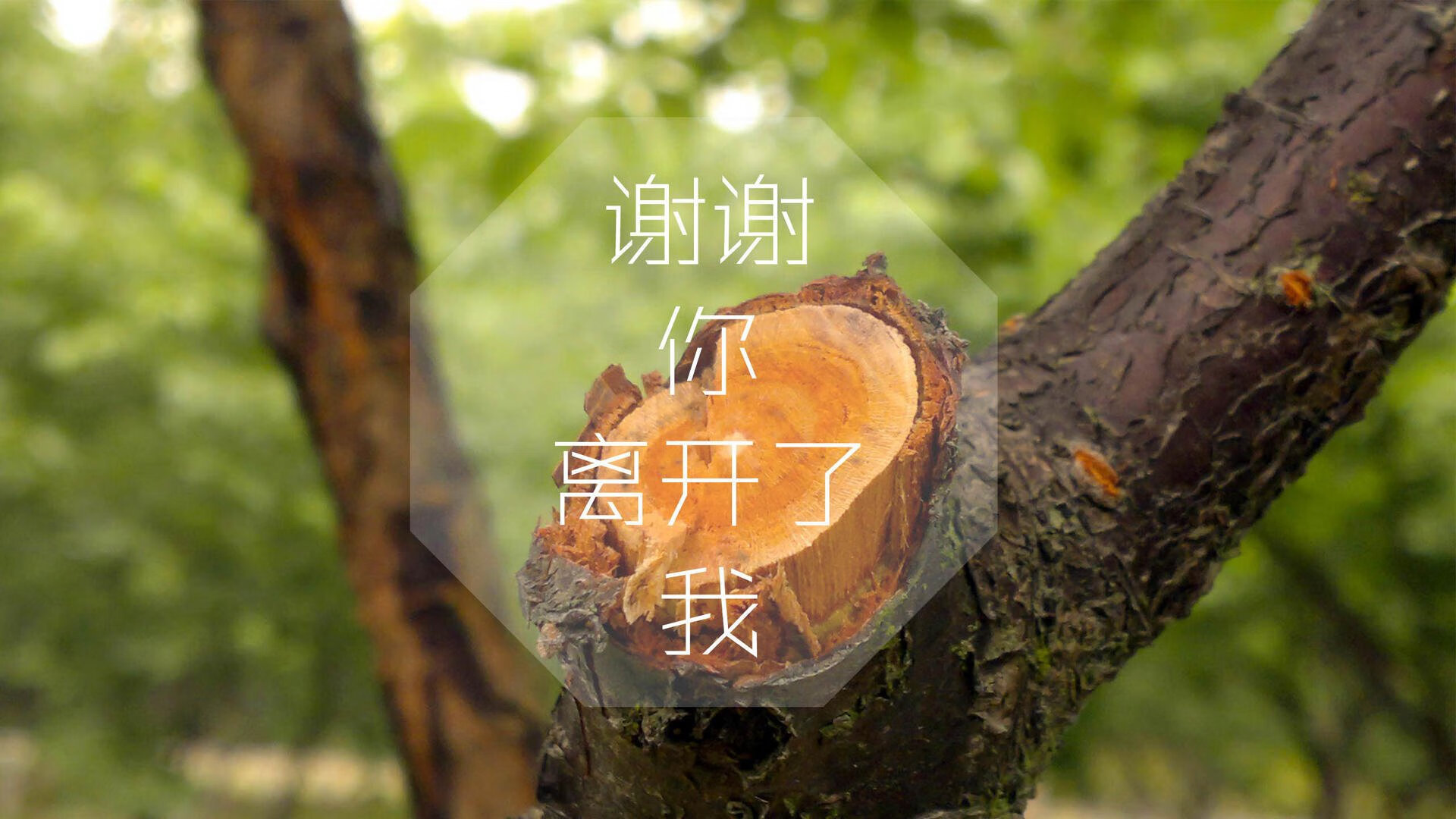 当哈基米成为最后一个幸存者，2026世界杯H组，美巴死战改写足球地理